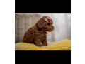 crvene-patuljaste-i-toy-pudle-small-2