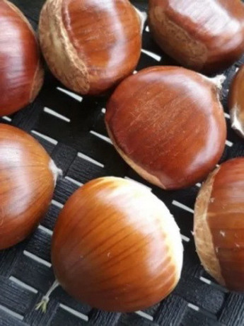 rezervacije-u-toku-za-jesenju-sadnju-vocnih-sadnica-big-4