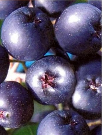 rezervacije-u-toku-za-jesenju-sadnju-vocnih-sadnica-big-3