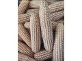 beli-kukuruz-small-0