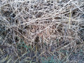 prodajem-seno-lucerku-i-mesano-seno-small-3