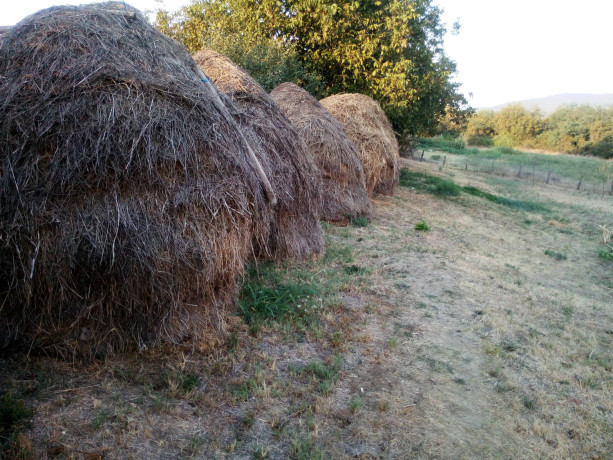 prodajem-seno-lucerku-i-mesano-seno-big-1