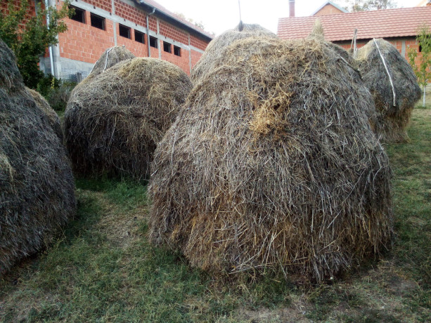 prodajem-seno-lucerku-i-mesano-seno-big-2