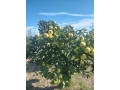 dunje-small-0