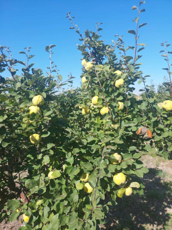 dunje-big-2