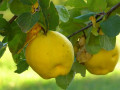 vocne-sadnice-za-jesenju-sadnju-small-3