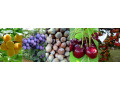 vocne-sadnice-za-jesenju-sadnju-small-1