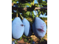 sadnice-voca-small-4