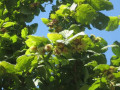 sadnice-kalemljenog-lesnika-small-4