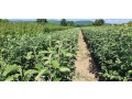 vocne-sadnice-za-jesenju-sadnju-small-3