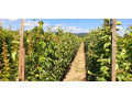 vocne-sadnice-za-jesenju-sadnju-small-2