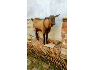 Musko jare na prodaju sorte Alpina, tezine: 32 kilograma