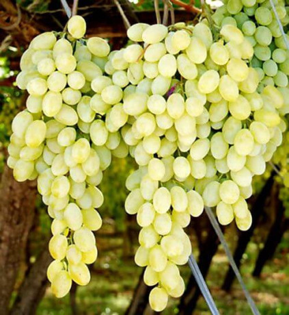 sadnice-vinove-loze-big-4
