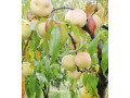 sadnice-breskve-small-2