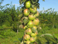 sadnice-stubastog-voca-small-0