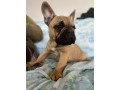 francuski-buldog-small-2