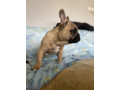 francuski-buldog-small-0