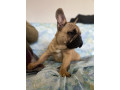francuski-buldog-small-1