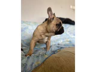 Francuski buldog