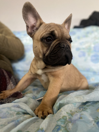 francuski-buldog-big-2