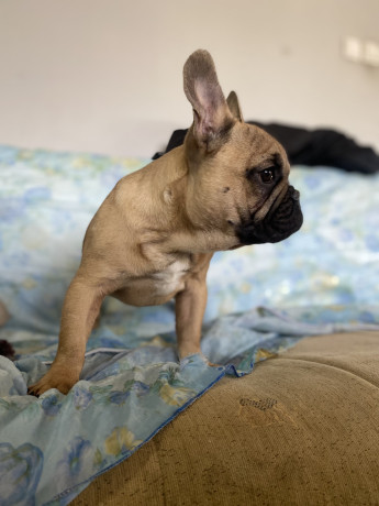 francuski-buldog-big-0