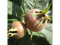 sadnice-musmule-small-2