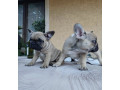 francuski-buldog-small-0