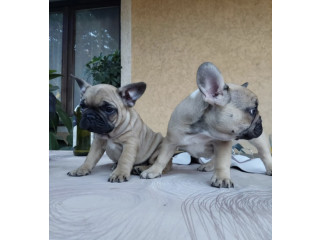 Francuski buldog