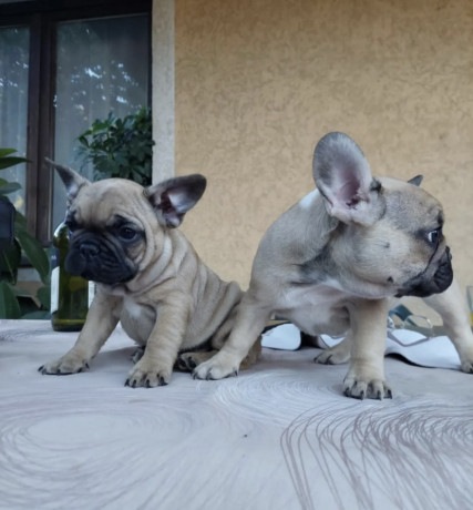 francuski-buldog-big-0