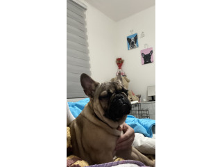 Francuski buldog štene