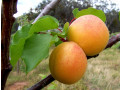 sadnice-kajsije-small-0