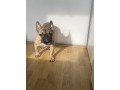 francuski-buldog-small-0