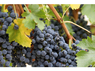 Sadnice vinove loze