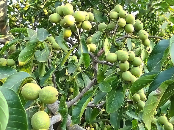sadnice-kalemljenog-oraha-big-3