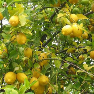 sadnice-citrusa-big-1