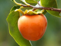 sadnice-japanske-kaki-jabuke-small-0