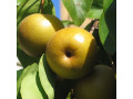 sadnice-japanske-kruske-small-1