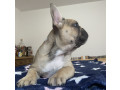 francuski-buldog-small-2