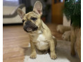 francuski-buldog-small-0