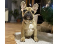 francuski-buldog-small-1