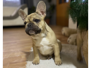 Francuski buldog
