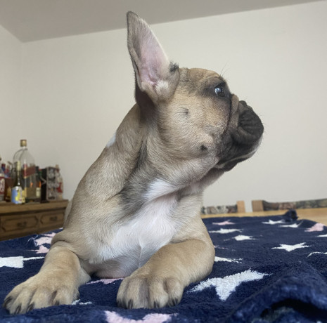 francuski-buldog-big-2