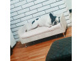 francuski-buldog-parenje-small-1