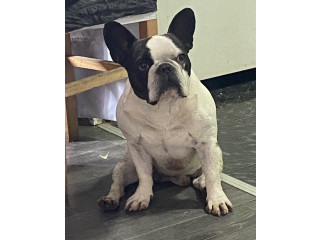 Francuski buldog parenje