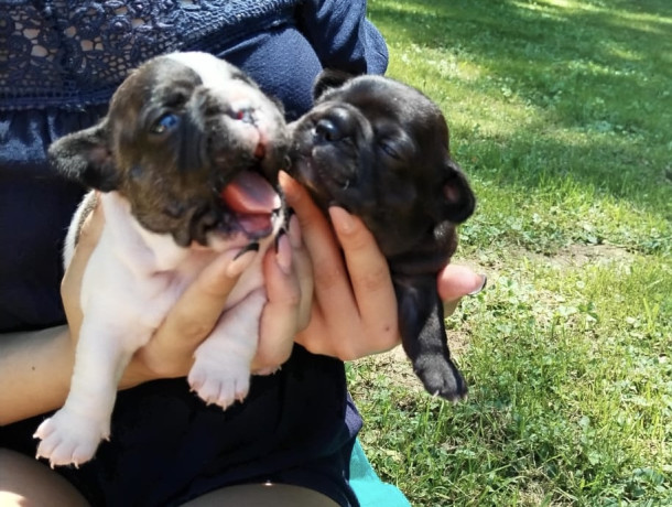 francuski-buldog-parenje-big-2