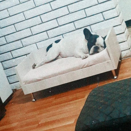 francuski-buldog-parenje-big-1