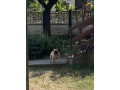 francuski-buldog-parenje-small-0