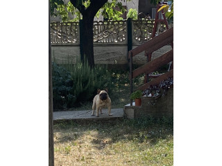 Francuski buldog parenje