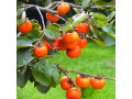 sadnice-egzoticnog-voca-small-2