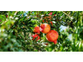sadnice-egzoticnog-voca-small-4